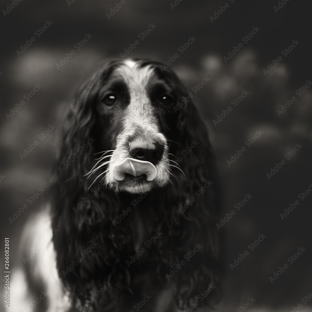 Cute Russian spaniel black and white Sits and run and play in a park