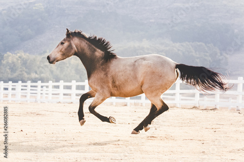 Buckskin mare running in a South African landscape © Luckyshots