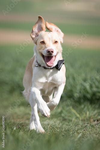 Hunde haben Spaß