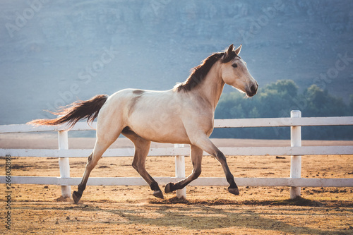 Obraz na płótnie Buckskin mare running in a South African landscape