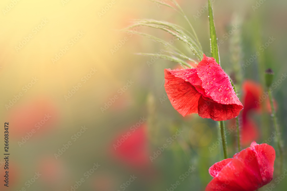 Fototapeta premium Almond blossoms over blurred nature background