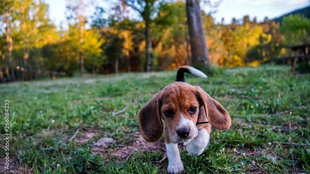 Protrait Beagle Elisabeth