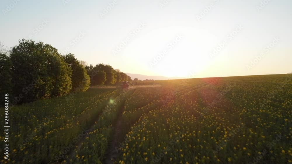 Aerial Flyover Tractor Watering Field Of Rapeseed at Sunset. Aerial Flyover Tractor Watering Field Of Rapeseed at Sunset.