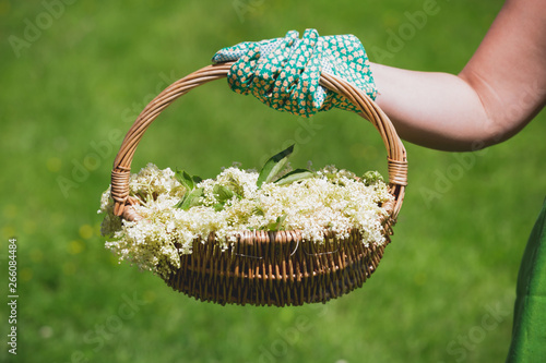 Woman Holding basket of freshly picked elderflowers in a garden, selectice focus photo