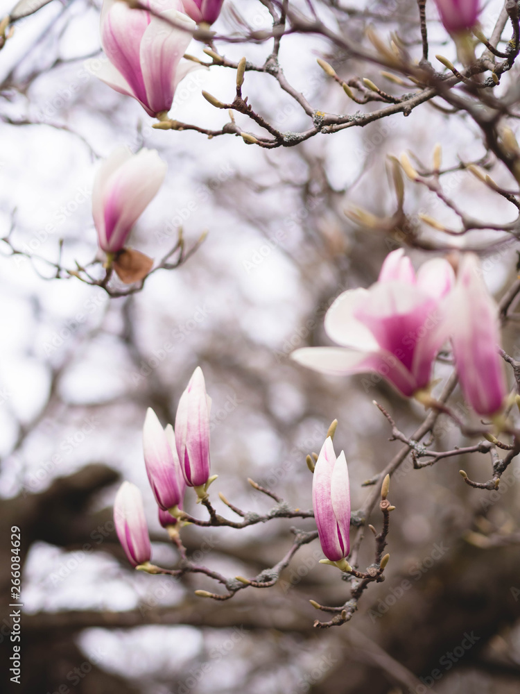 Wunderschöne Magnolien - Frühlingszeit Wunderschöne Magnolien - Frühlingszeit