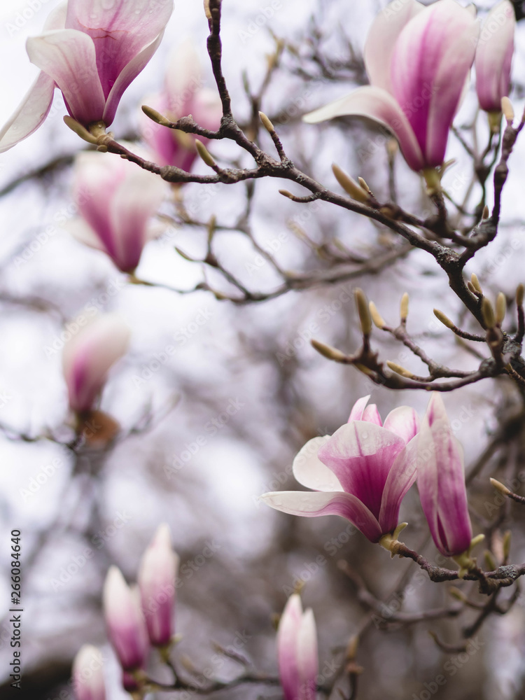 Wunderschöne Magnolien - Frühlingszeit Wunderschöne Magnolien - Frühlingszeit
