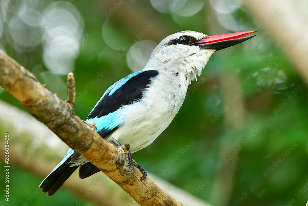 woodland kingfisher in Kruger national park in South Africa