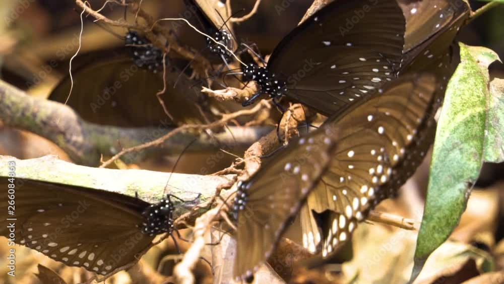 Group of butterflies try to get some food from minerals at Pang Sida, National Park at Thailand. Tropical area. Macro shot. 1 Group of butterflies try to get some food from minerals at Pang Sida, National Park at Thailand. Tropical area. Macro shot. 1