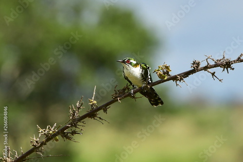 diederik cuckoo bird,Kruger,South Africa photo