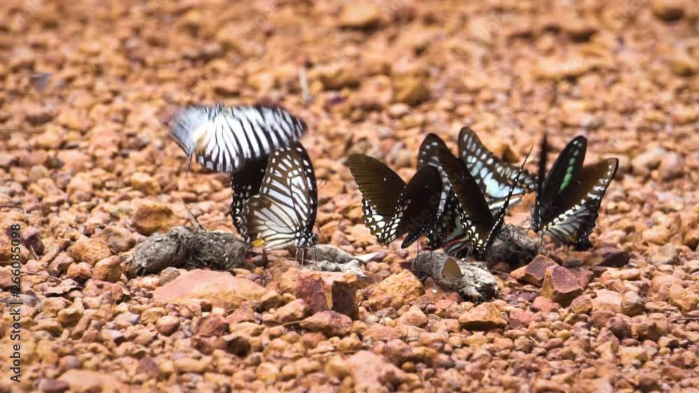 Group of butterflies try to get some food from minerals and sewage at Pang Sida, National Park at Thailand. Tropical area. Macro shot. 1 Group of butterflies try to get some food from minerals and sewage at Pang Sida, National Park at Thailand. Tropical area. Macro shot. 1