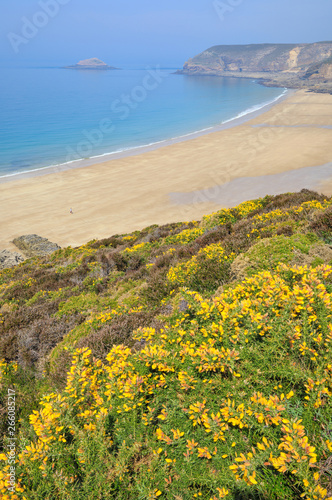 Gorse on the cliffs above the beach near "Cap Frehel", Brittany, France