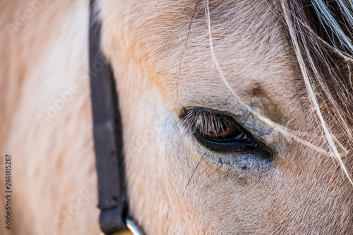 Close up sur l oeil d un cheval marron
