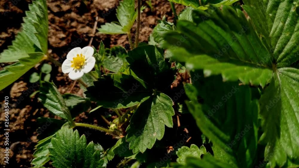 Garden strawberry plant flower, a hybrid species of the Fragaria genus and Rosaceae family in botanical terms. Garden strawberry plant flower, a hybrid species of the Fragaria genus and Rosaceae family in botanical terms.