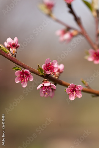 Spring background with pink blossom branch of cherry. Beautiful nature scene with blooming tree and sun flare