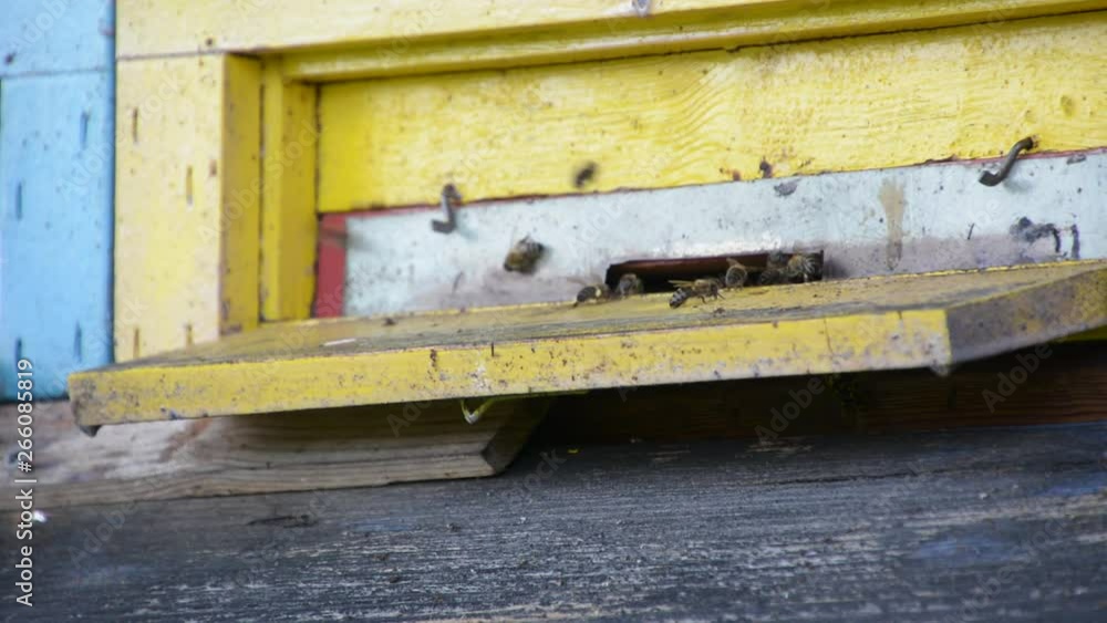 Close up of a yellow bee house with busy bee traffic Close up of a yellow bee house with busy bee traffic