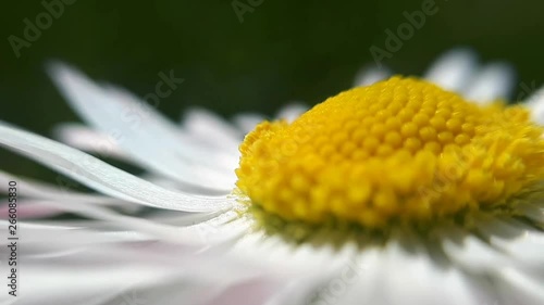 Close Up Of White And Yellow Daisy Flower. photo