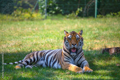 Tiger sits on the grass in an open space looking at the camera.