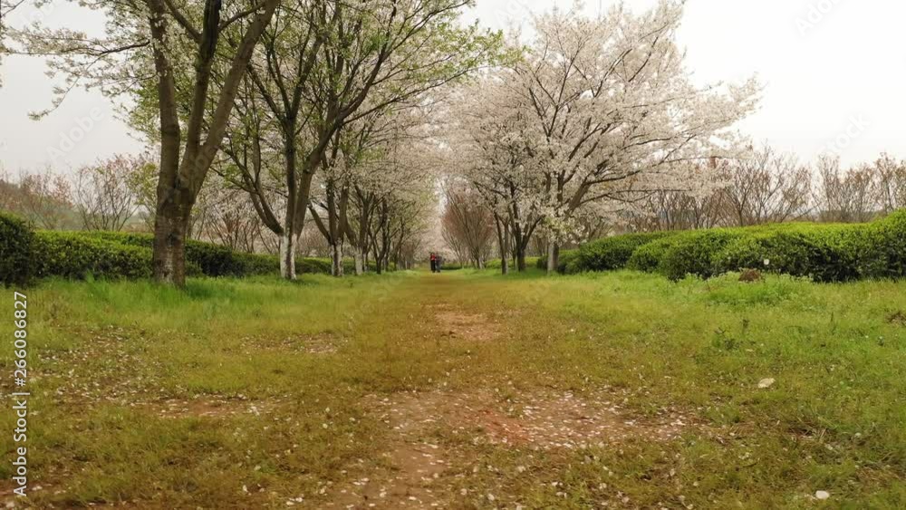 Cherry blossoms in Fenghuanggou Scenic Area, Nanchang, Jiangxi, China