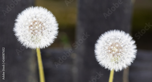 Close-up  Two White Delicate Dandelion Head Like Feather. Focus on the Flower on the Right. Horizontal Image. 