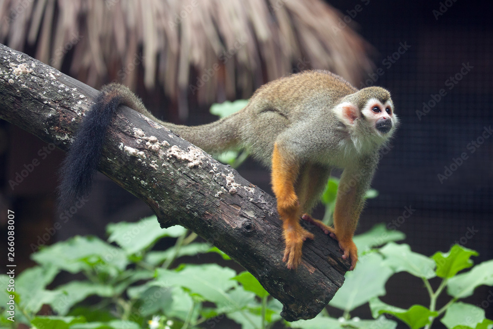 Obraz premium Squirrel Monkey Climbing trees in nature.