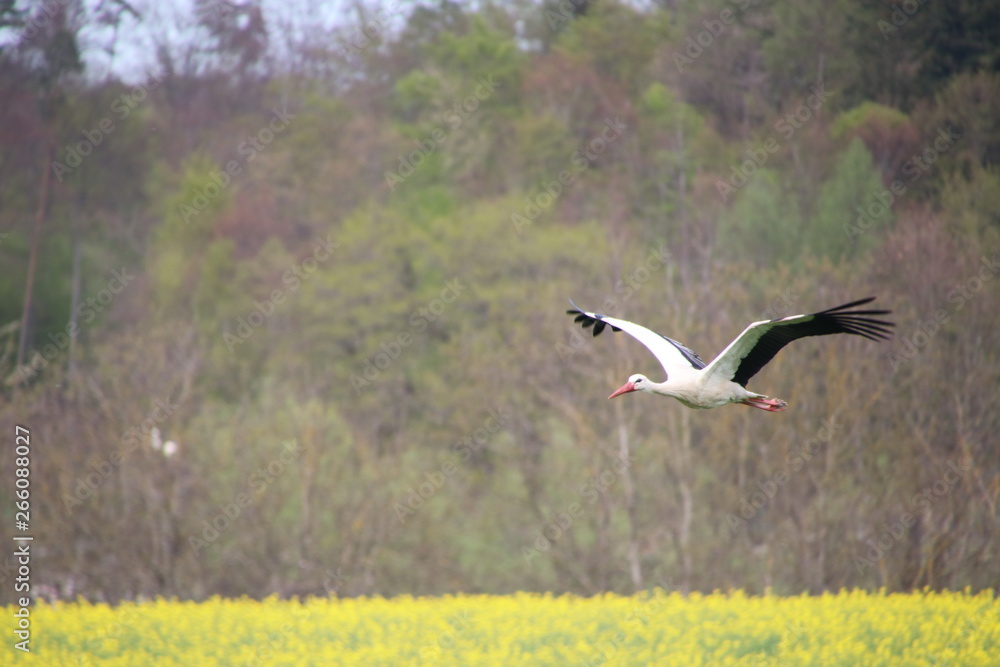 Fototapeta premium fliegender Storch