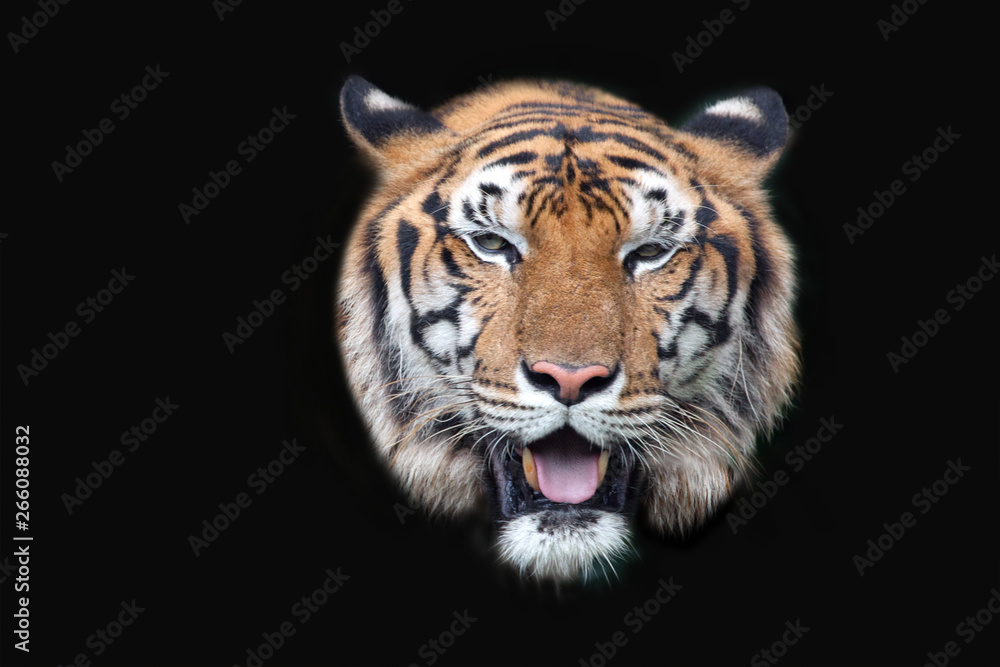 Tiger face on black background.