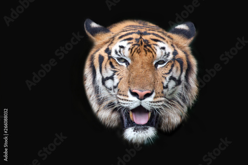 Tiger face on black background.