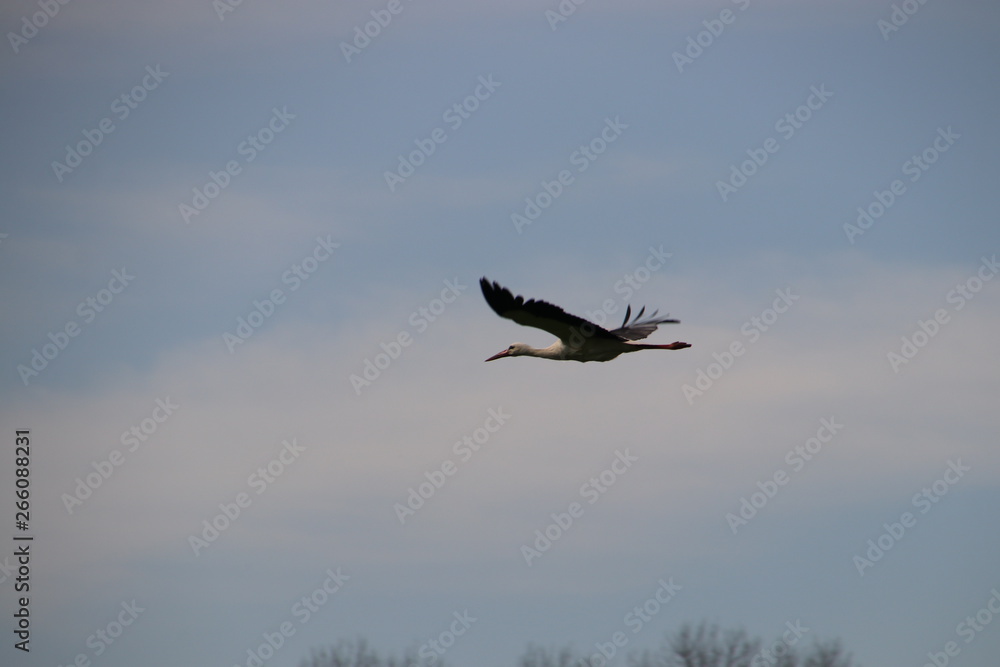 Obraz premium fliegender Storch