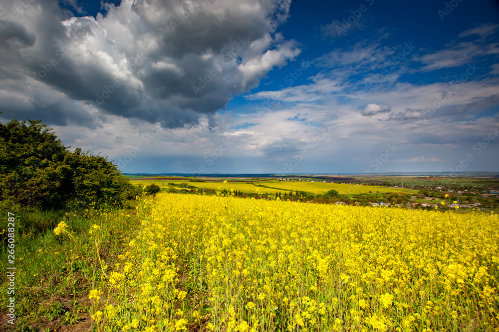 Beautiful fields of Bright yellow wild flowers. Summer. Winter cress. Barbarea.