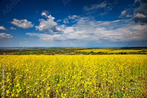 Beautiful fields of Bright yellow wild flowers. Summer. Winter cress. Barbarea.