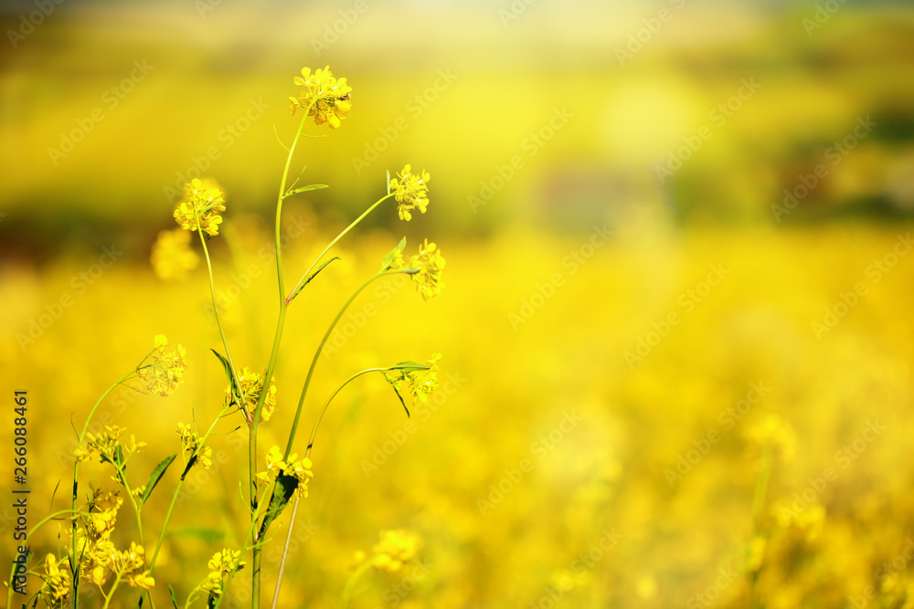 Beautiful fields of Bright yellow wild flowers. Summer. Winter cress. Barbarea. Beautiful fields of Bright yellow wild flowers. Summer. Winter cress. Barbarea.