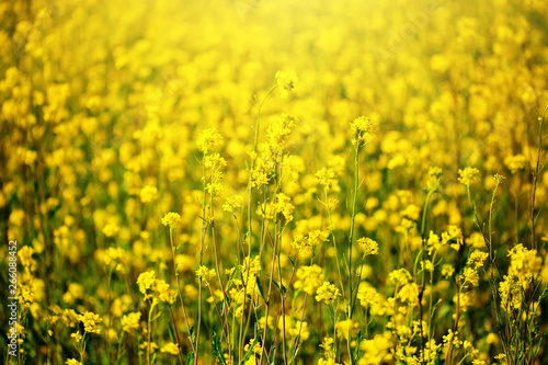Beautiful fields of Bright yellow wild flowers. Summer. Winter cress. Barbarea. © Anna