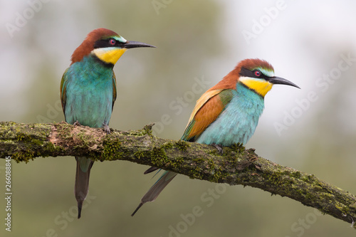 Portrait of engaged couple, the wonderful bee eaters (Merops apiaster)