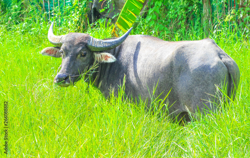 Asian buffalo standing and looking at  camera on green field grass  field nature background
