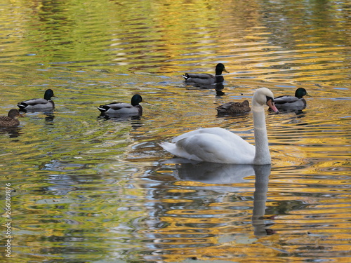 White swan and six ducks on pond and water reflection of landscape of royal Wilanow park in european Warsaw in Poland