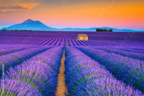 Wonderful summer landscape with lavender fields in Provence, Valensole, France