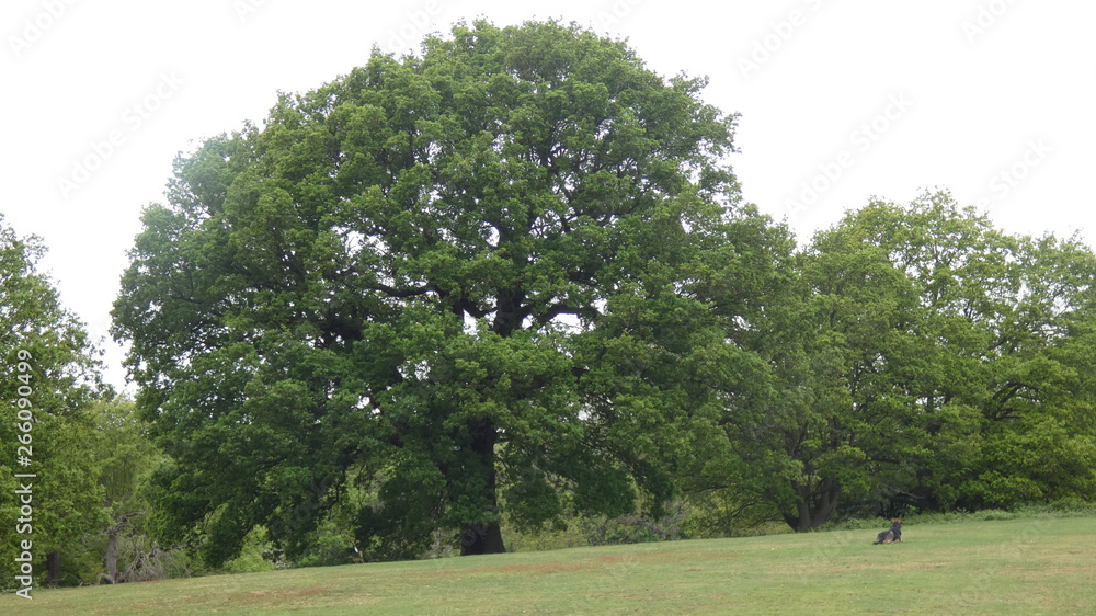 Fototapeta premium Oak (Duir) reaching out to embrace the day