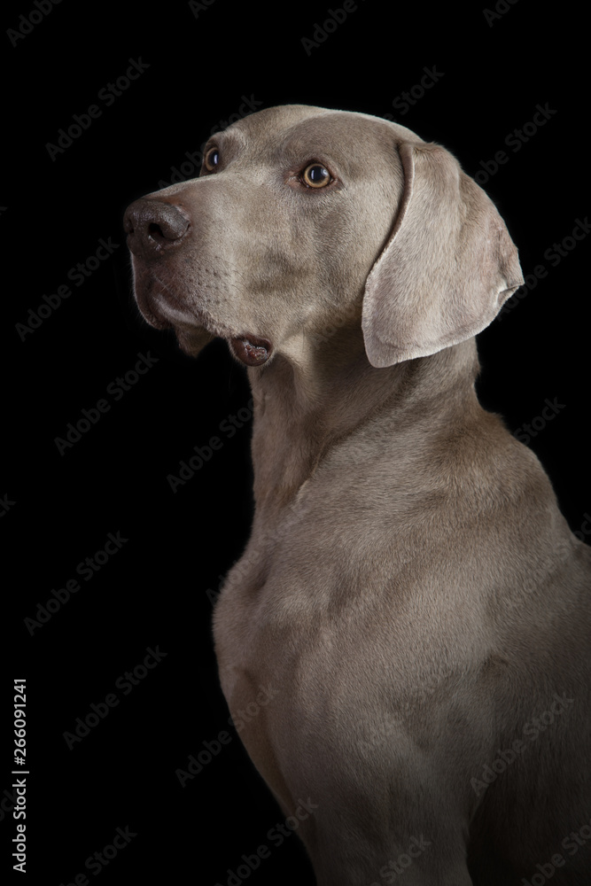 Studio portrait of a Weimaraner dog on a black background Studio portrait of a Weimaraner dog on a black background