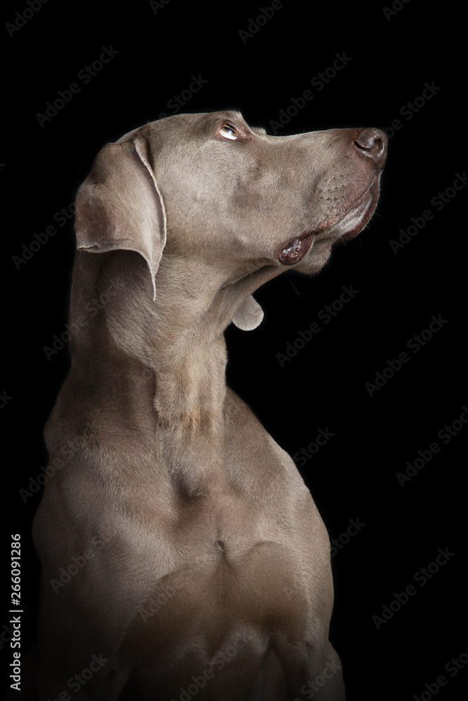 Studio portrait of a Weimaraner dog on a black background Studio portrait of a Weimaraner dog on a black background