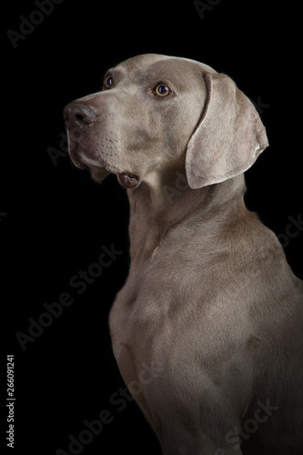 Studio portrait of a Weimaraner dog on a black background © Jon