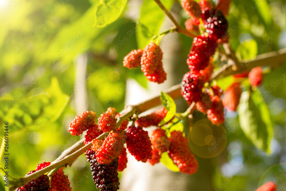 Ripe red and purple berries of mulberry on a fruit tree under the bright sun Ripe red and purple berries of mulberry on a fruit tree under the bright sun