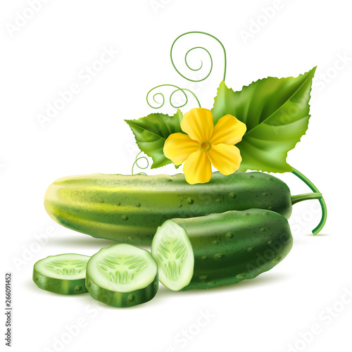 Realistic cucumber with green stem leaves and flower. Vector organic vegetable package design element. Healthy fresh cucumber slices with haulm. Agricultural product, seeds design.