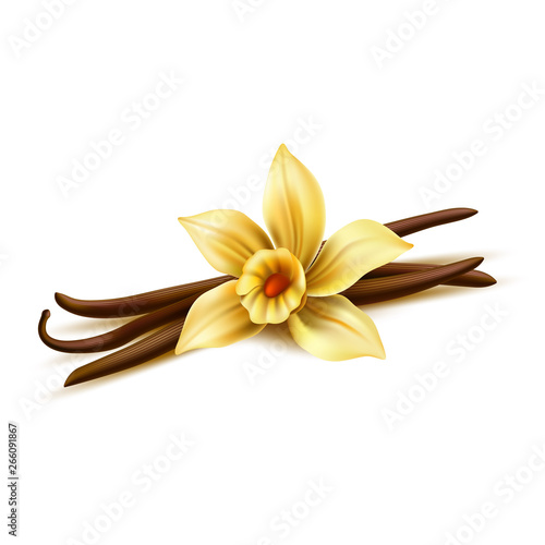 Realistic vanilla flower with dry sticks. Vector yellow orchid blossom with vanilla pod beans. Aromatic flavor, natural condiment. Delicious cooking ingredient. 3d indian seasoning illustration