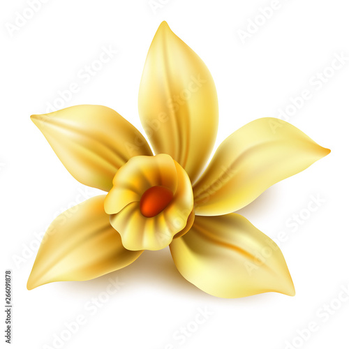 Realistic vanilla flower. Vector yellow orchid, daffodil or narcissus blossom. Aromatic flavor, natural condiment. 3d natural floral for summer design.