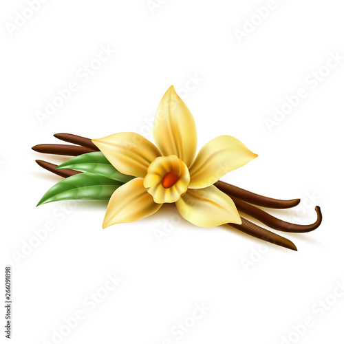 Realistic vanilla flower with dry sticks, green leaves. Vector yellow orchid blossom with vanilla pod beans. Aromatic flavor, natural condiment. Delicious cooking ingredient. 3d indian seasoning