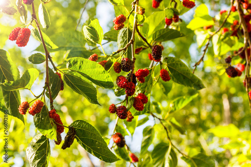 Ripe red and purple berries of mulberry on a fruit tree under the bright sun