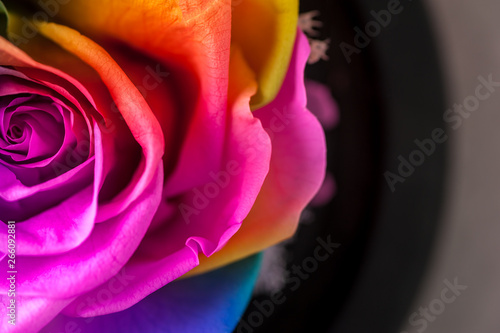 Close up macro shot of multicolored articial rose. photo