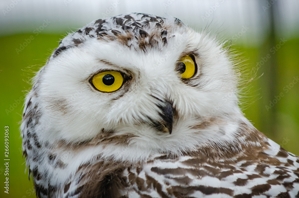 Obraz premium Portrait of a Snowy Owl (Bubo Scandiacus)