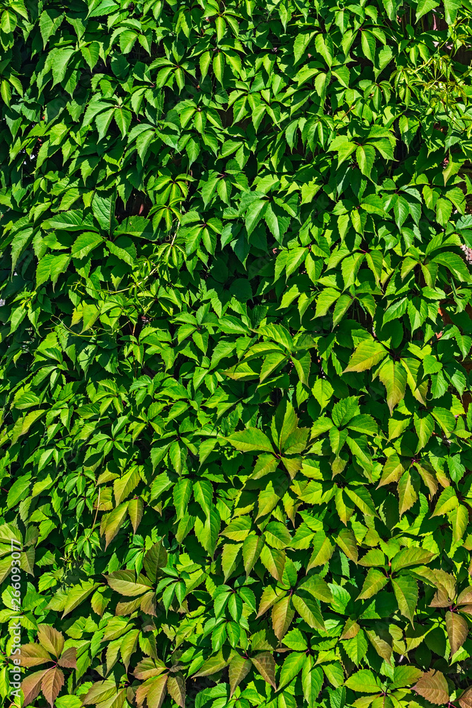 Fototapeta premium leaves of creeping plants close up photo