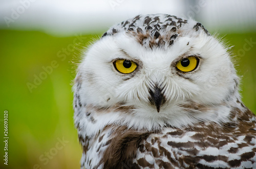 Portrait of a Snowy Owl (Bubo Scandiacus)